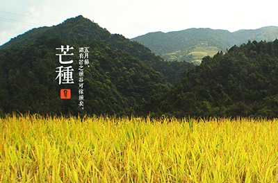 芒種，忙忙栽